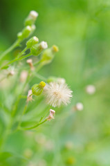 ヒメムカシヨモギ