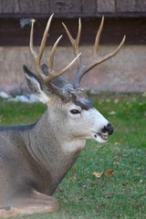 Resting Buck