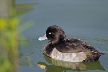 キンクロハジロのメス