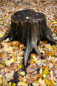 oak stumb