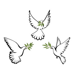 Fototapeta premium Peace dove
