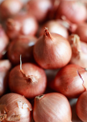 Close-up of Shallot Onions