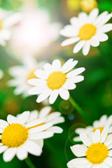 Fototapeta premium Daisies in a meadow