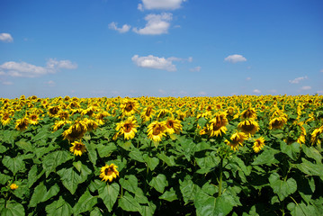 Fototapeta premium sunflower