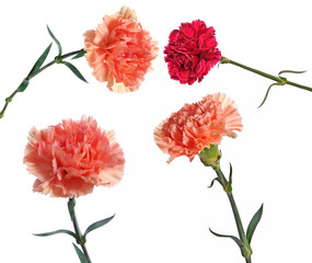 carnations set