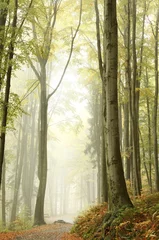 Fototapeten Mountain trail through the misty beech forest © Aniszewski