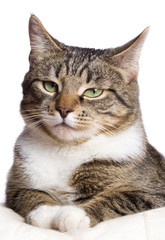 Obraz premium kot europejski