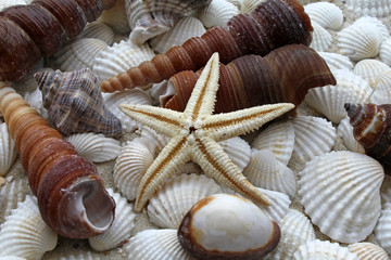 Muscheln mit Seestern