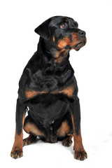 vieux rottweiler assis