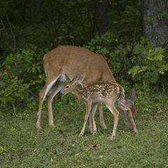 Doe and fawn