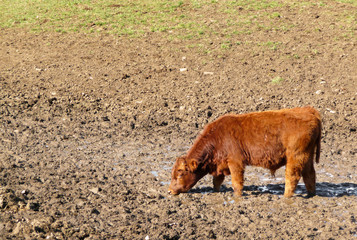 Fototapeta premium Red Angus calf in a muddy field