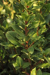 Fototapeta premium laurel-laurus