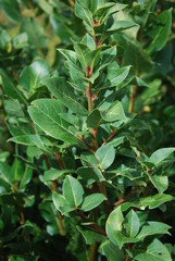 alloro-laurus