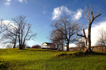 Obraz premium Trees in a court yard