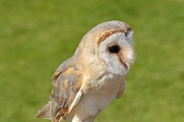 Barn Owl
