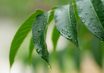 Green leaf with waredrops