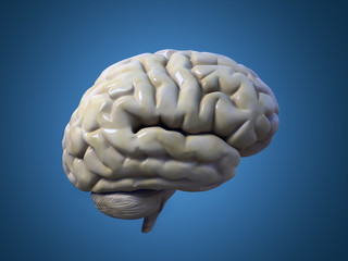 brain