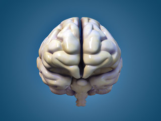 brain