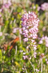 fleurs sauvages du maquis corse