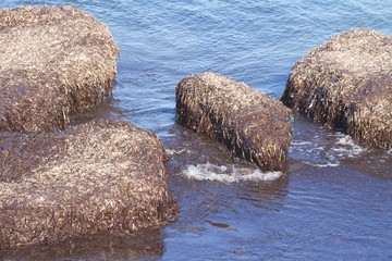 algues mortes en bord de plage