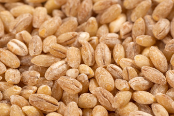 Barley