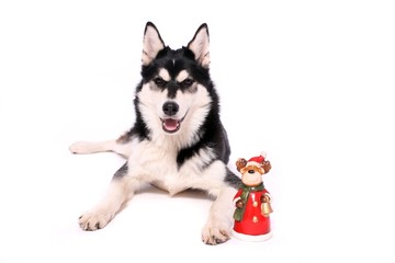 Husky Junghund liegend mit Elch Nicolaus