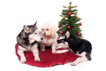 Fototapeta na wymiar drei Hunde vor dem Weihnachtsbaum