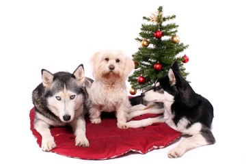Fototapeta premium drei Hunde vor dem Weihnachtsbaum