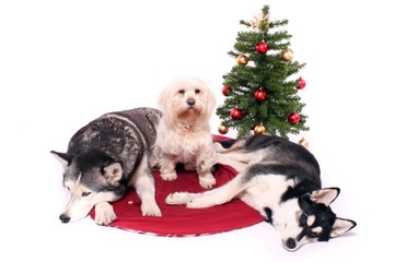 drei Hunde vor dem Weihnachtsbaum