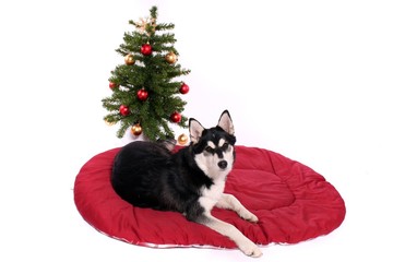 husky welpe liegt vor dem Weihnachtsbaum