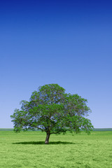 Fototapeta na wymiar Lone green tree in nature