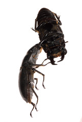 stag beetle fighting