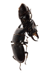 stag beetle fighting