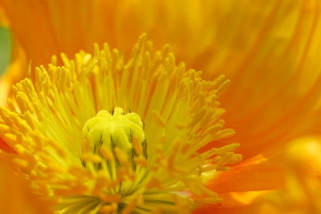 アイスランドポピー