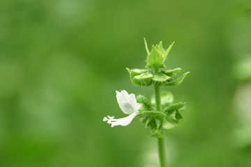 スイートバジル