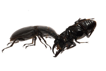 stag beetle fighting