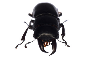 stag beetle isolated