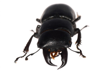 stag beetle isolated