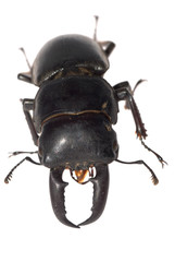 stag beetle isolated