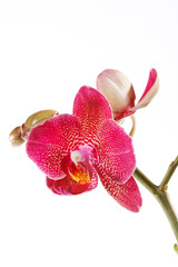 Obraz na płótnie Canvas Beautiful purple orchid