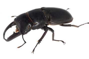 stag beetle isolated