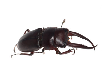 stag beetle isolated