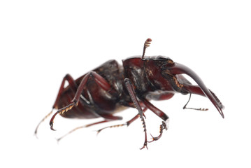 stag beetle isolated
