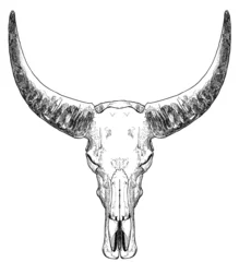 Foto op Plexiglas Bull skull with horns © Isaxar