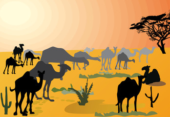 Fototapeta na wymiar wielbłądy w gorącej pustyni