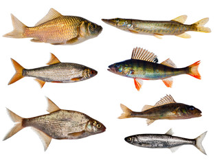 seven freshwater fishes collection