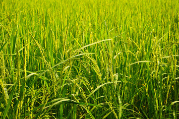 Rice field