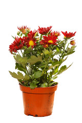 Chrysanthemum Flowers