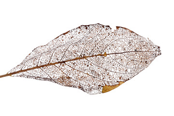 brown dead leaf on white