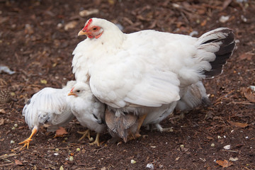 bantam with chicks 9773